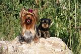 YORKSHIRE TERRIER 422